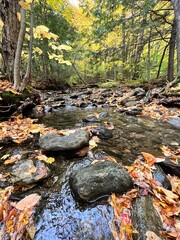 Fall leave in rocky creek