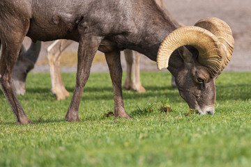 Bighorn sheep herd grazing on grass
