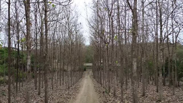 Vuelo entre arboles de teca 