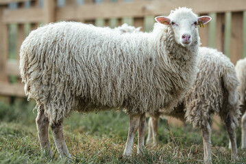 Skudde sheep  - small breed of hardy sheep originally from Northern Europe, farm animal for wool, meal and grazing of inaccessible lands
