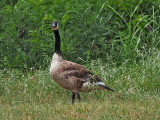An adult Canada Goose, feeding at Inks Lake State Park. Canadian Goose