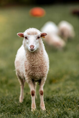 Fototapeta premium Skudde sheep - small breed of hardy sheep originally from Northern Europe, farm animal for wool, meal and grazing of inaccessible lands