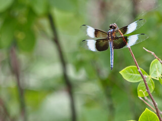 Black and white winged dragon fly taking a break from hunting for food.