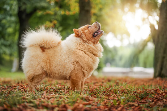 Happy dog chow-chow in the autumn park.