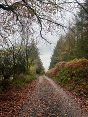 Obraz premium Fall nature trail 