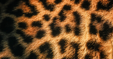 Close-up of leopard fur texture, showcasing the striking pattern of spots and golden hues.
