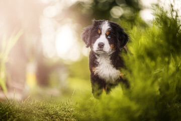 Bernese Mountain Dog puppy sitting on lush green grass in a garden, enjoying the outdoors.