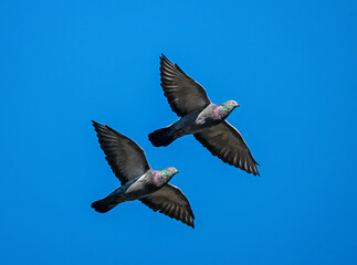 Two doves flying high in a clear blue sky, capturing a moment of freedom and peace.