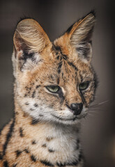 Close-up portrait of a serval against a gray background, highlighting its striking features