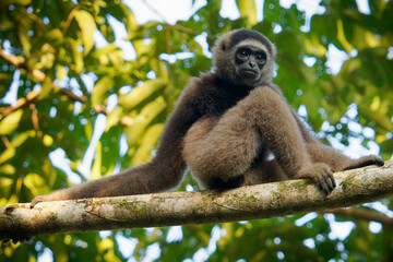 Eastern or Northern grey gibbon Hylobates funereus primate in the gibbon family Hylobatidae, endemic to northeastern Borneo in Kalimantan, Sarawak and Brunei, monkey in the top of the tree