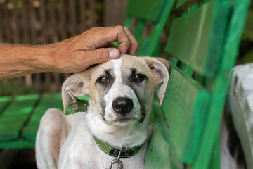 A stray puppy on the street.A volunteer caresses a small puppy on the head.Little homeless puppy...