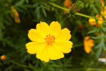 Fototapeta premium Orange cosmos in Nagano, Japan