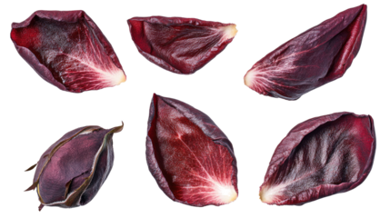 Red Rose Petals Scattered on a Transparent Background for Decoration Generative AI