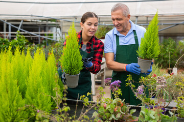 Two professional gardeners in aprons working with Cupressus Goldcrest Wilma plants in pots