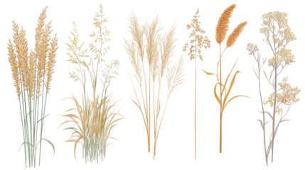 Meadow Grasses Showcased on a Transparent Background Generative AI