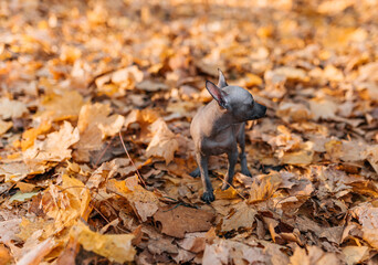 xoloitzcuintle playing with autumn leaves