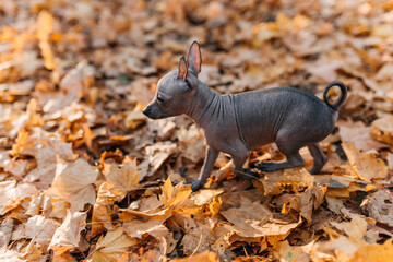 xoloitzcuintle dog  in a pile of leaves