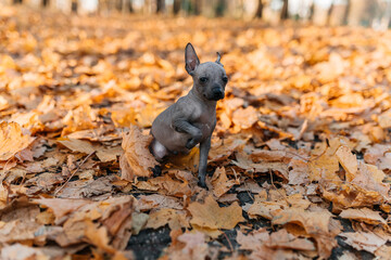 xoloitzcuintle dog in autumn foliage