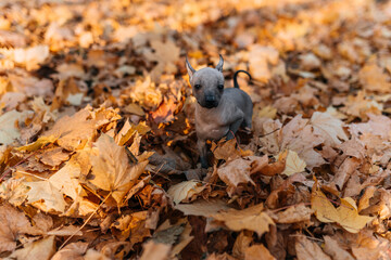 xoloitzcuintle dog in a pile of leaves