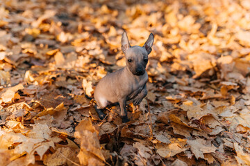 xoloitzcuintle dog in a pile of leaves