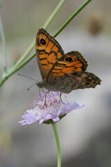 The European wall brown butterfly, Lasiommata megera on Purple Scabious Flower
