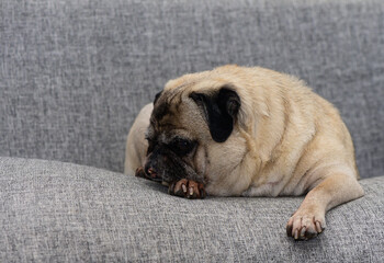 A charming pug resting calmly on a soft, gray couch during a cozy afternoon indoors
