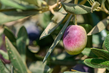 Ripening olives on a sunlit branch in an olive grove during the golden hour of late summer