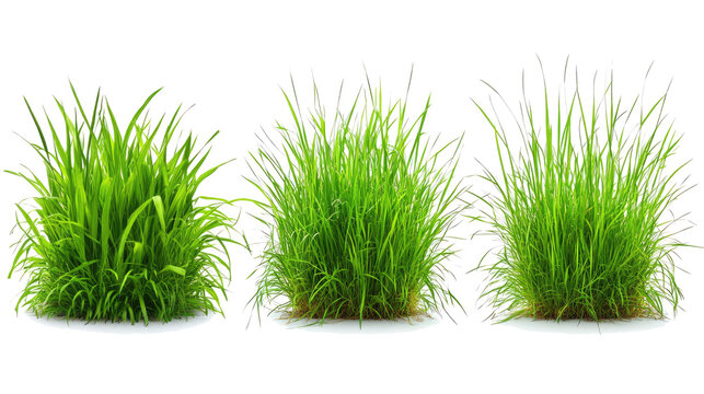 Tussocks of Grass in Various Heights on a Transparent Background Generative AI