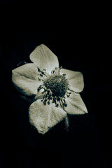 Close-up of a single white strawberry flower illuminated against a dark background, capturing petal texture and intricate detail. High bw contrast floral macro image. 
