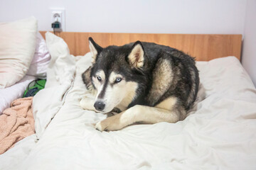 fluffy husky, with piercing blue eyes, lounges lazily on a bed. Its relaxed posture and calm expression