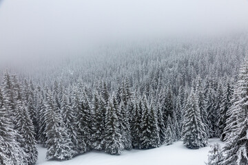 A serene winter landscape unfolds, with a dense forest of snow-laden pine trees stretching across the hillside