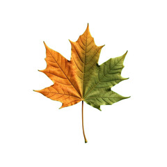 Fototapeta premium Autumn Maple Leaf with Green and Orange Gradient