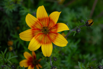 flower, green, yellow, orange, pretty, nature, plants