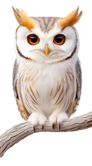 Fototapeta premium owl on a branch, isolated, transparent, png, background
