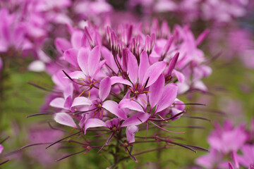 Close-Up of Vibrant Pink Cleome Spider Flowers