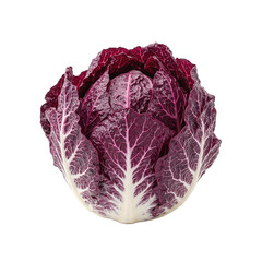 Fototapeta premium Vibrant purple radicchio head with white veins on white background
