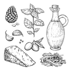 Pesto sauce ingredients vector drawing. Traditional italian food sketch. Basil, garlic, pine nuts, parmesan 