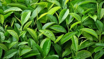 Obraz premium green tea leaves, AI generated