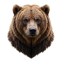 Obraz premium Majestic grizzly bear portrait against white backdrop