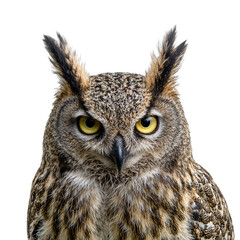 Fototapeta premium Majestic great horned owl with piercing yellow eyes on white backdrop
