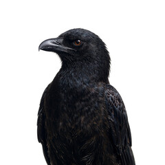 Fototapeta premium Majestic black raven portrait exuding mystery and wisdom