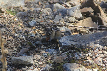 squirrel on the sand, chipmunk