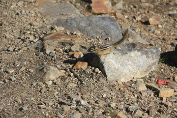 Chipmunk on sands
