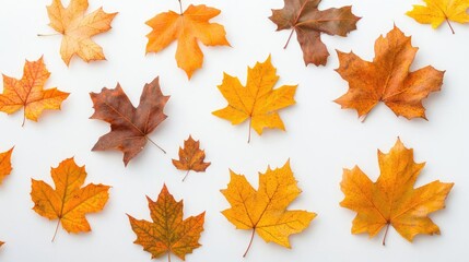 Fototapeta premium Colorful Maple Leaves Arranged Beautifully on a Clean White Surface Generative AI