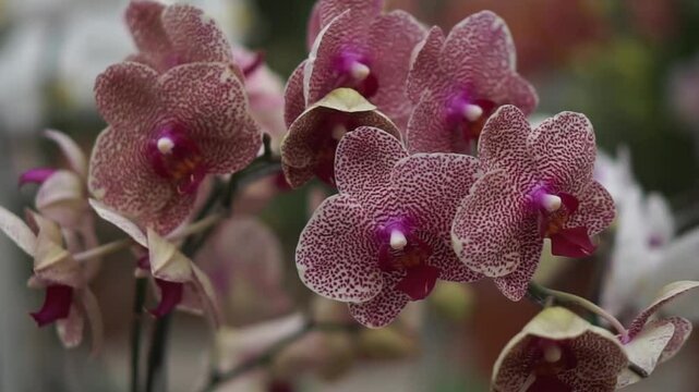 4K footage of doritaenopsis purple orchid
on a tree commonly known as the purple orchid in Indonesia. Beautiful purple orchid flowers swaying in the wind
