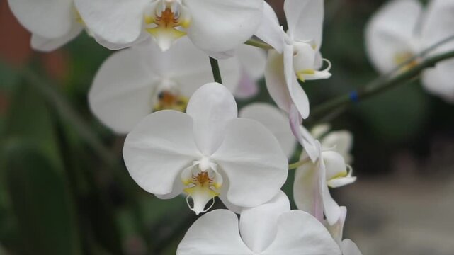 4K footage of Phalaenopsis amabilis on a tree, commonly known as moon orchid in Indonesia. Beautiful white moon orchid flowers swaying in the wind
