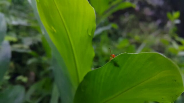 Aesthetic 4k footage, dendrobium beetle resting on green leaves. Perfect for documentaries in tropical rainforests and World Wildlife Conservation Day on December 4th.