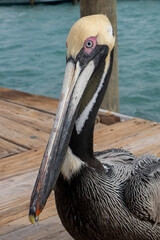 pelican on the pier