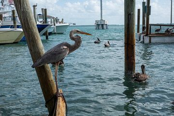 pelican on the pier