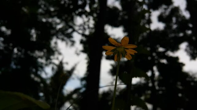 Aesthetic 4k footage, Yellow flower (Wedelia biflora,) focused on the foreground. Perfect for a documentary in the tropical rainforest and World Nature Conservation Day on July 28.